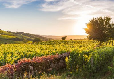 Pittige mosterd en pittoreske wijndorpen in Côte d’Or
