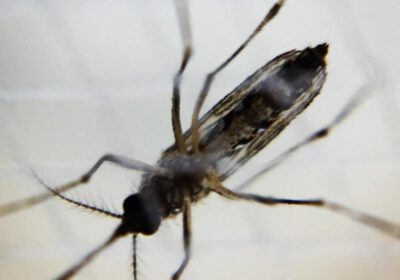 Gezondheid identificeert gevallen van autochtone dengue op Ibiza