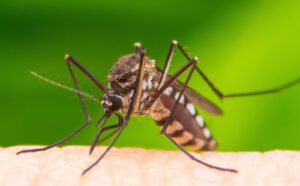 Overlast van muggen