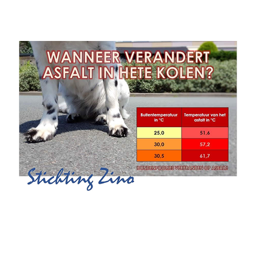 Honden en warm weer: 8 tips