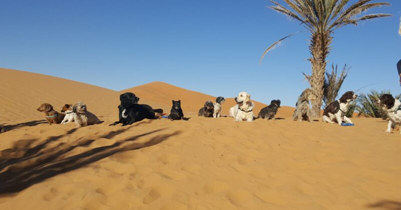 Uw hond of kat mee naar Marokko